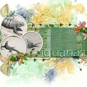 Iguanas