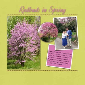Redbuds-in-Spring2-Web