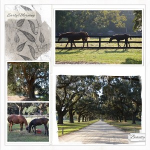 Boone Hall Horses