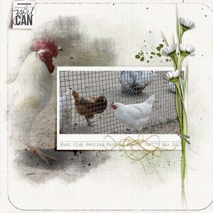 Chickens