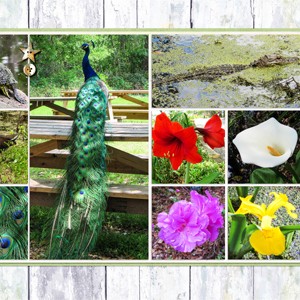 Magnolia Plantation3