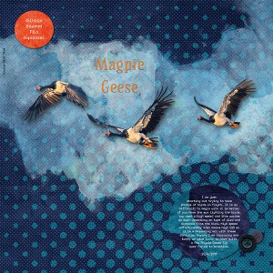 Magpie Geese