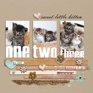 sweet kitten