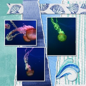 Jellies