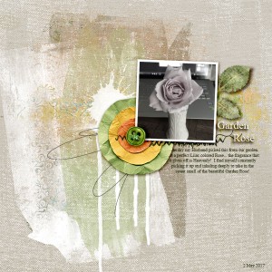 Garden Rose