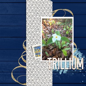 Trillium