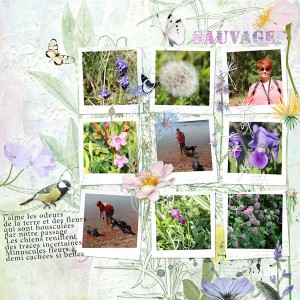 fleurs sauvages