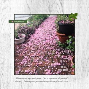 1705-Inspiration-Cherry-Blossoms