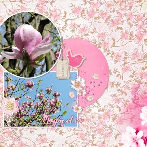 Magnolia_blossom01