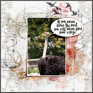 Ostritch