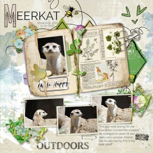 Meerkat