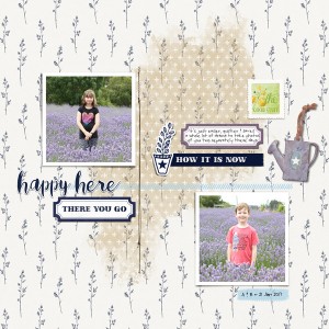 lavender fields forever
