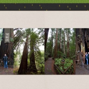 MuirWoods2015June2017SC