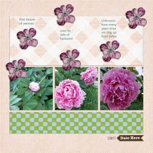 17530_peonies