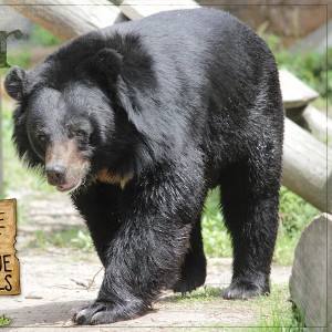 Asiatic Black Bear (junestylechallrt)
