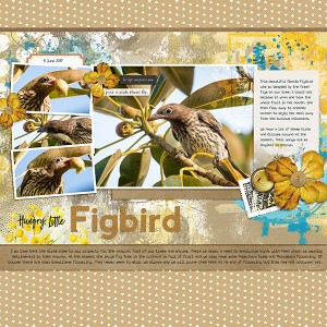 Figbird