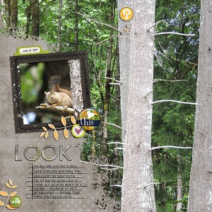 20170610_Look-squirrel
