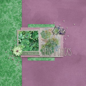 hens & chicks
