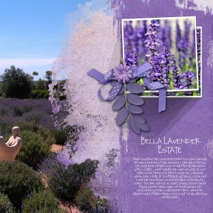 Bella-Lavender2