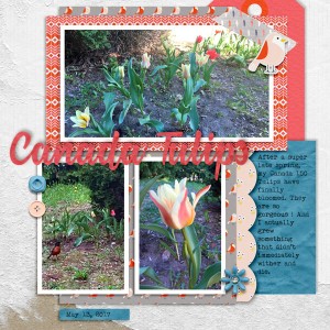 Canada 150 Tulips