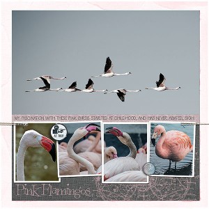 Pink Flamingos