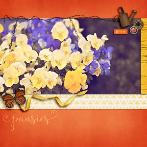 Pansies
