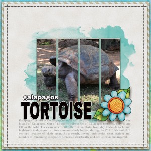 Tortoise