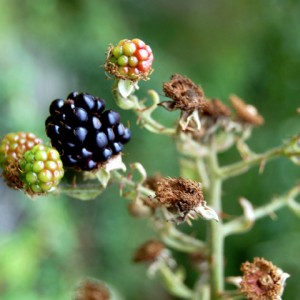 July 18th Photography : Getting Close