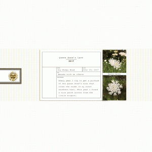 Queen Anne's Lace