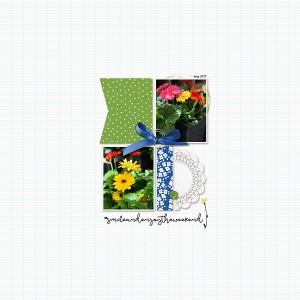 Mayflowers