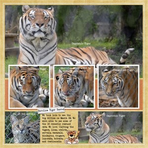 Carolina Tiger Left