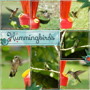 Hummingbirds
