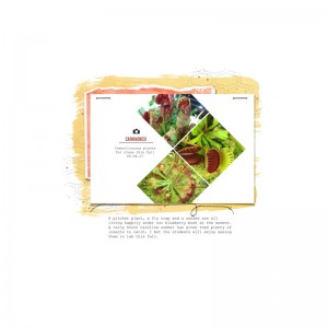 Carnivorous-Plants