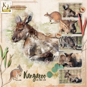 Kangaroo at the Zoo