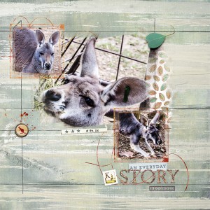 Kangaroos at the Zoo