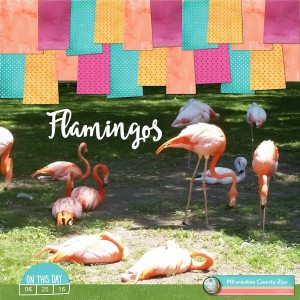 Flamingos