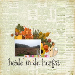 Heide in de herfst (heather in fall)