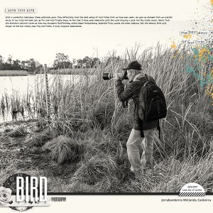Bird Photography