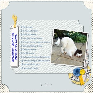 Spaniel Law