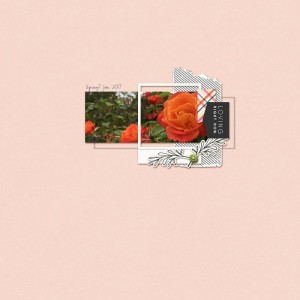 RoseSept2017SLC