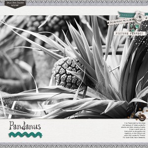 Pandanus Palm