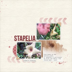 Stapelia