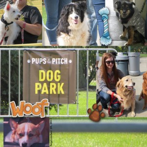 Pups-at-the-Pitch