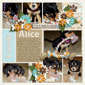 Alice_mrsashbaugh