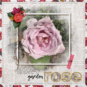 Garden Roses