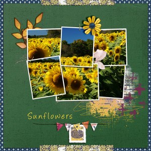 Sunflowers