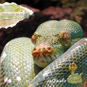 sssSnake