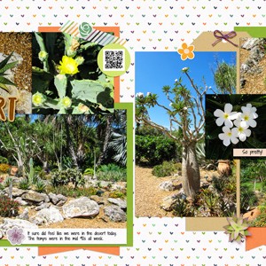 The Desert at Selby Gardens