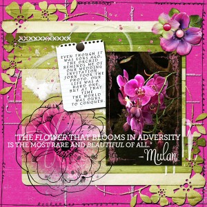 Orchids