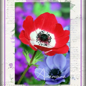 ATC-2017-151-Anemone